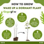 2 Pussy Willow Live Plants – 6 to 12 Inch Tall | Early Spring Blooming Shrubs with Soft Catkins | Hardy and Easy to Grow Shrubs