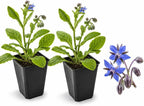 2 Blue Borage Plants Live in Large Pot, Non GMO, Low Maintenance, Fragrant Edible Flower Herb Plants for Gardens & Containers