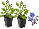 2 Blue Borage Plants Live in Large Pot, Non GMO, Low Maintenance, Fragrant Edible Flower Herb Plants for Gardens & Containers