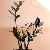 Raven ZZ Plant Live in 6’’ Pot | Zamioculcas Black ZZ Plant Live | Easy to Grow | Ideal for Home or Office Décor