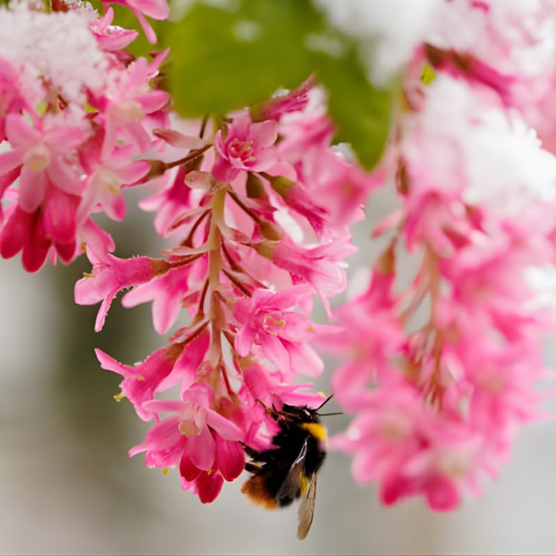 Flowering Currant Plant Live, 7 Inch Bare Root Size, Low Maintenance Deciduous Shrub for Small Yards