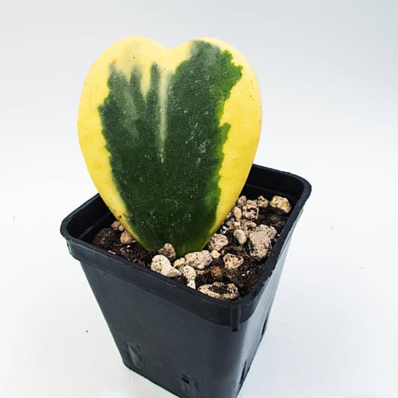 Variegated Hoya Kerrii Heart Plant Live, 2 Inch Pot, Potted Heart-Shaped Succulent, Yellow and Green Indoor Plant for Desks and Gifts