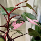 Pink Princess Philodendron Live Plant | Easy Plants Live Houseplants with Self-Watering 4 Inch Pot | Philodendron Pink Princess Plant for Indoor Home & Office