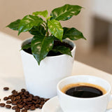 Arabica Coffee Plant Live, 3 Gallon Pot, 2-3 Feet Tall Live Indoor Tree with Shiny Green Foliage, Self-Pollinating Arabica for Fresh Homegrown Beans (No Ship to CA,HI,AK)
