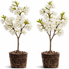 2 Snowgoose Cherry Blossom Tree Plant, 6-12 Inch Tall, Easy Care, Hardy Ornamental Flowering Cherry Tree, Ideal for Yard, Garden & Landscape