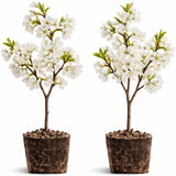 2 Snowgoose Cherry Blossom Tree Plant, 6-12 Inch Tall, Easy Care, Hardy Ornamental Flowering Cherry Tree, Ideal for Yard, Garden & Landscape