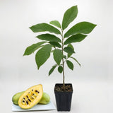Pawpaw Tree Live in Quart Pot, 12-18" Tall, Cold-Hardy North American Fruit Tree, Native Fruit Tree Starter for Backyard and Garden Rows