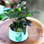 Pink Princess Philodendron Live Plant | Easy Plants Live Houseplants with Self-Watering 4 Inch Pot | Philodendron Pink Princess Plant for Indoor Home & Office