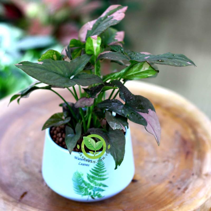 Pink Princess Philodendron Live Plant | Easy Plants Live Houseplants with Self-Watering 4 Inch Pot | Philodendron Pink Princess Plant for Indoor Home & Office