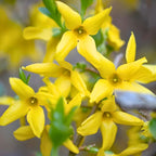 2 Forsythia Live Plants | Forsythia Bush Shrubs for Outdoor Planting | 1–2 Feet Tall Well-Established Plants | Ideal for Hedges, Borders, and Landscape Use