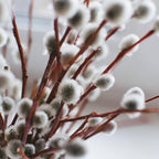 2 French Pussy Willow Live Tree, 12-24 Inch Tall Pussy Willow Plant, Outdoor Tree for Garden Planting, Great for Yard Landscaping and Decorative Branches