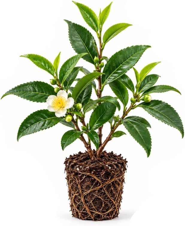 Camellia Sinensis Live Plant, Green Tea Live Plant