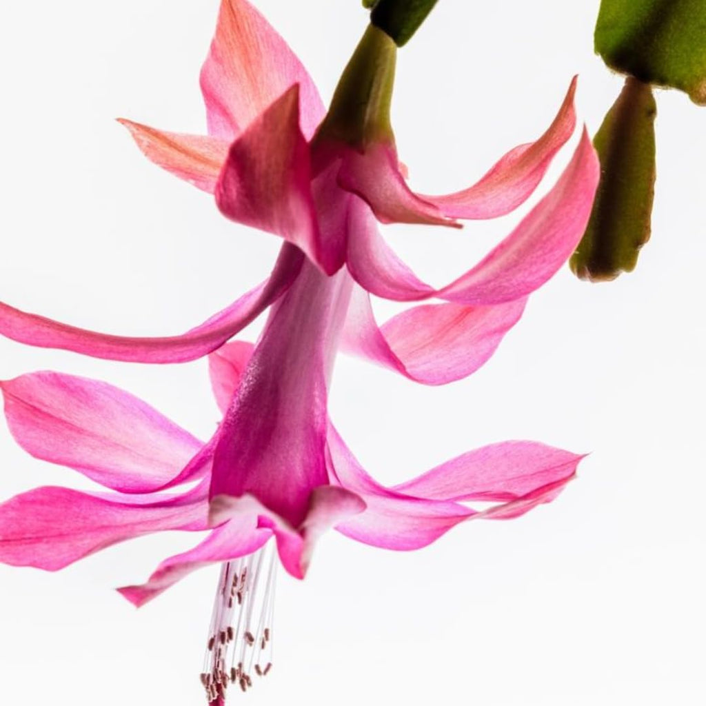 2 Orange Christmas Cactus Plant Live | 3 to 4 Inch Tall Indoor | Housewarming Friendship Gifts for Women Best Friend Presents for Mom Birthday Gift for New Home