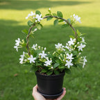 Belle of India Jasmine Plant Live | Size 4 to 5 Inch Tall | Housewarming Friendship Gifts for Women Best Friend Presents for Mom Birthday Gift for New Home