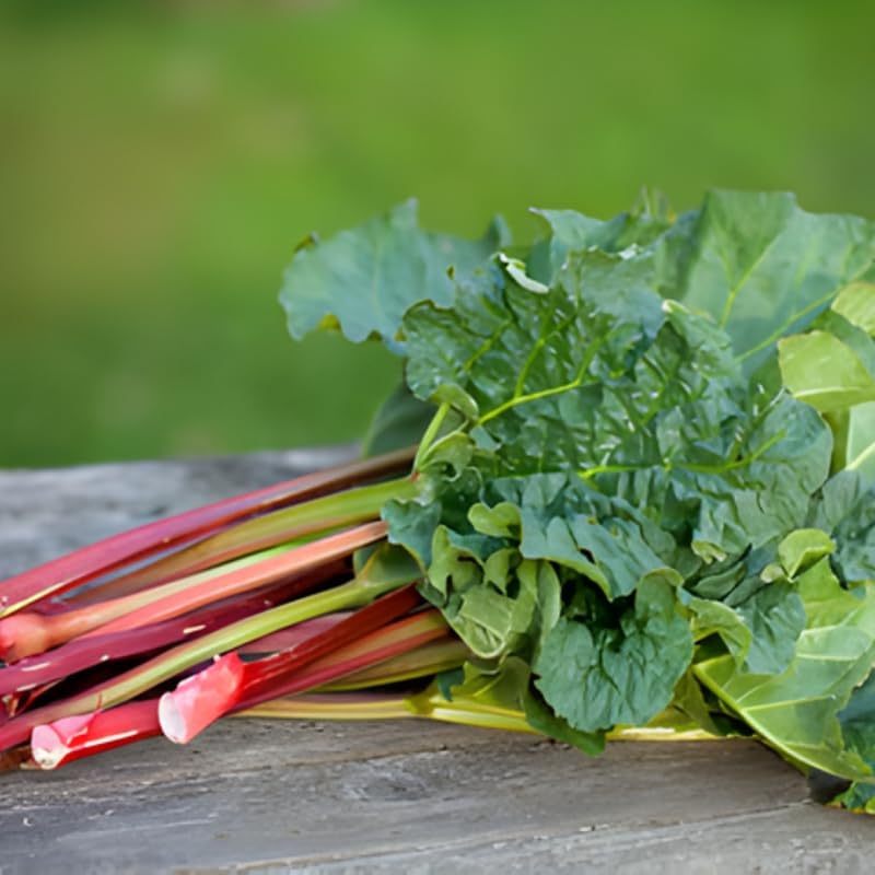 Victoria Rhubarb Plant, Well-Rooted 4-6" Rhubarb Root, Cold-Hardy High Yield Edible Plant for Backyard Rows