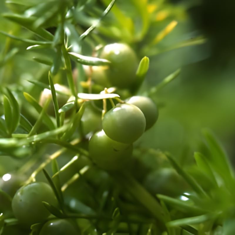 Asparagus Plants Live for Planting in 4’’ Inch Pot | Feathery Asparagus Fern Houseplant | Low-Maintenance Indoor Plant for Shelves, Desks & Small Spaces
