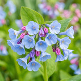 10 Virginia Bluebells Roots, Easy Care Bluebell Wild Flower, Hardy Perennial Plant with Soft Pastel Blue Bloom for Shade Gardens & Woodland Beds