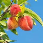 (No Ship to CA,HI,AK) Georgia Peach Tree Live Plant in 3 Gallon Pot, 3 Ft Tall Fruit Bearing Tree, High Yield, Sweet & Juicy Peaches, Ideal for Orchards, Garden & Outdoor Planting
