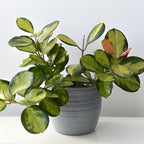 Hoya Plants Live Houseplants, Hoya Australis in 4 Inch Pot, Potted Wax Plant Vine, Fragrant Indoor Ivy for Home and Office Décor