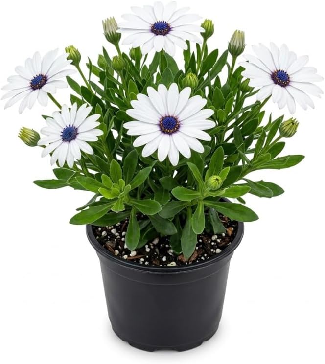White African Daisy Plant Live, 3" Pot, Low Maintenance Bright Flower for Tabletop, Sunroom and Outdoor Garden