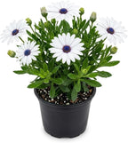 White African Daisy Plant Live, 3" Pot, Low Maintenance Bright Flower for Tabletop, Sunroom and Outdoor Garden