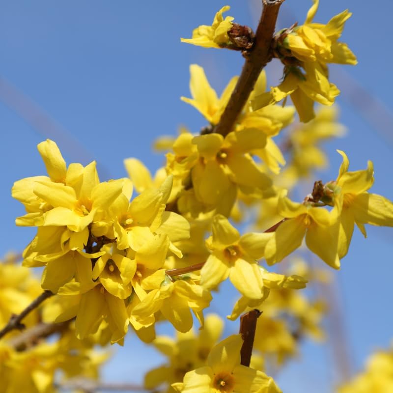 2 Lynwood Gold Forsythia Live Plant – 10 to 12 Inch Tall | Hardy Outdoor Flowering Shrub with Brilliant Yellow Blooms | Fast-Growing Live Hedge or Border Plant