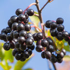 2 Chokeberry Live Plant, 3-4 Inch Tall Starter, Antioxidant Rich Aronia Berry Shrub for Edible Landscapes