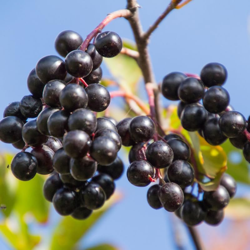 2 Chokeberry Live Plant, 3-4 Inch Tall Starter, Antioxidant Rich Aronia Berry Shrub for Edible Landscapes