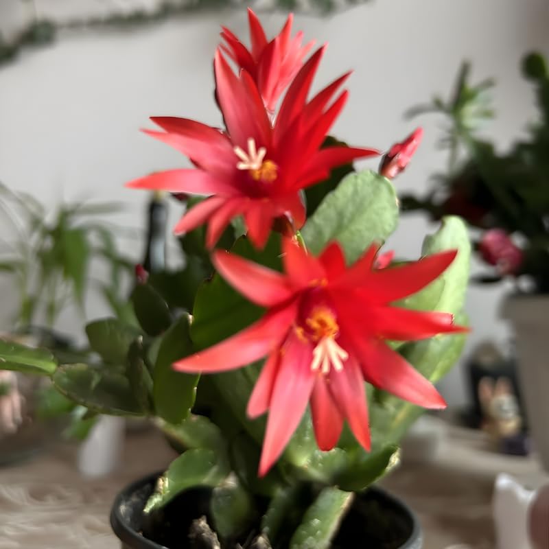 Red Easter Cactus Live Plants | Houseplant Succulent Cactus Flower Plant 3 Inch Tall | Blooming Holiday Cactus | Easy Care Easter Cactus Plants Live for Indoor Home Décor