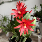Red Easter Cactus Live Plants | Houseplant Succulent Cactus Flower Plant 3 Inch Tall | Blooming Holiday Cactus | Easy Care Easter Cactus Plants Live for Indoor Home Décor