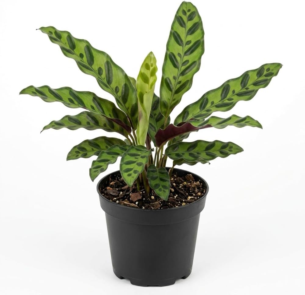 Calathea Rattlesnake Plant, 4" Pot, High-Vigor Low Maintenance Houseplant for Desks, Pet-Friendly Wavy Green & Purple Foliage