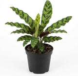 Calathea Rattlesnake Plant, 4" Pot, High-Vigor Low Maintenance Houseplant for Desks, Pet-Friendly Wavy Green & Purple Foliage