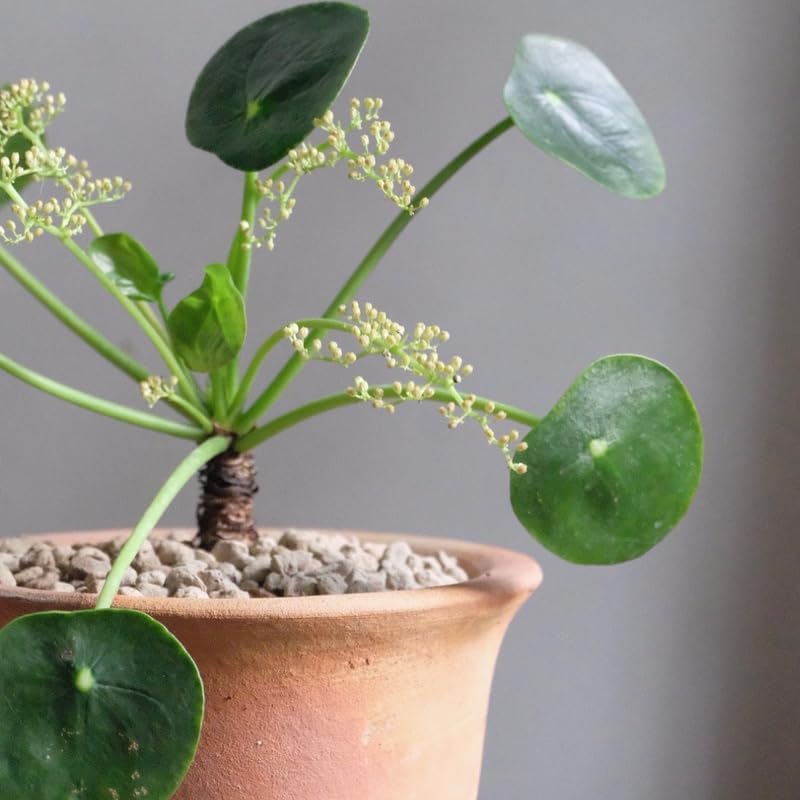 Pilea Peperomioides Live House Plant in 4'' Inch Pot | Chinese Money Plant Live for Planting| Compact Indoor Plant for Modern Home & Office Settings | Real Plants for Easy Indoor Gardening