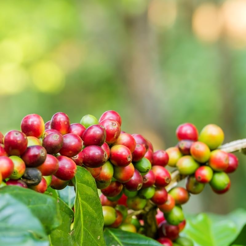 (No Ship to CA,HI,AK) Arabica Coffee Live Plant, 1-2 Feet Tall in 1 Gallon Pot, Glossy Evergreen Houseplant for Indoor Decor and Kitchen Gardens