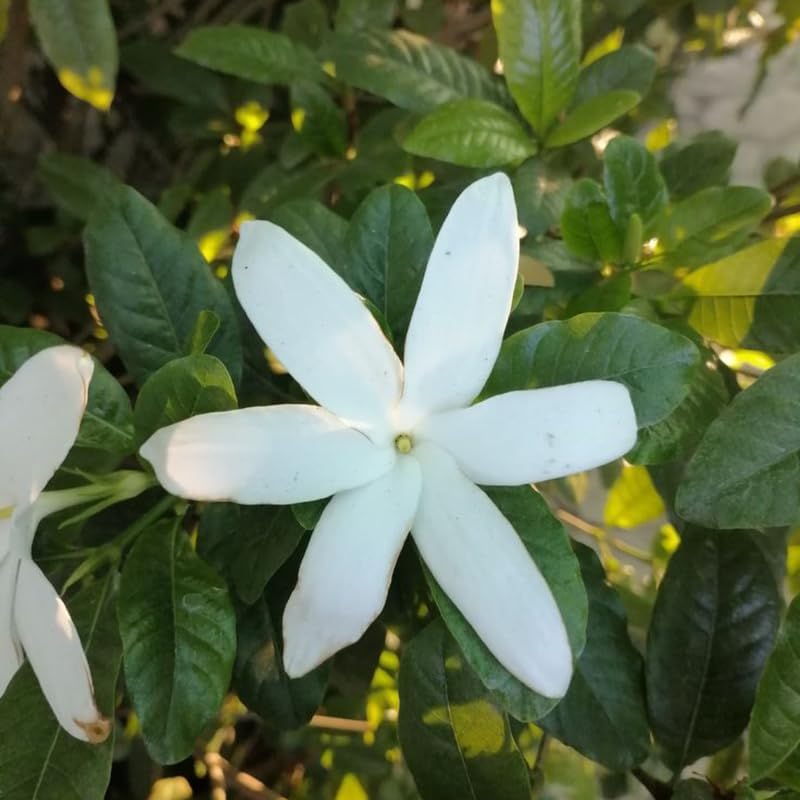 Confederate Jasmine – Jasmine Plant Live in 4 Inch Pot | Fragrant White-Blooming Vine | Easy to Grow Live Jasmine Plant for Indoor & Outdoor Spaces