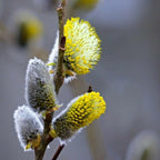 4 French Pussy Willow Live Plant, 12-24 Inch Tall, Pussy Willow Tree for Outdoor Planting, Ideal for Landscape Use and Seasonal Interest, Easy to Care