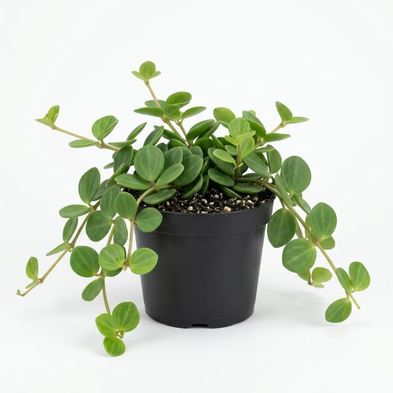 Peperomia Live Plant, Peperomia Hope Houseplant in 4'' Inch Pot, Easy Indoor Plant Live for Shelves, Desks & Small Spaces