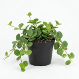 Peperomia Live Plant, Peperomia Hope Houseplant in 4'' Inch Pot, Easy Indoor Plant Live for Shelves, Desks & Small Spaces