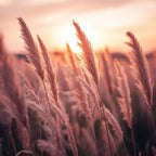 Pink Pampas Grass Plants Live, 4 Inch Tall Starter, Ornamental Feather Grass for Home Landscapes and Backyard Rows