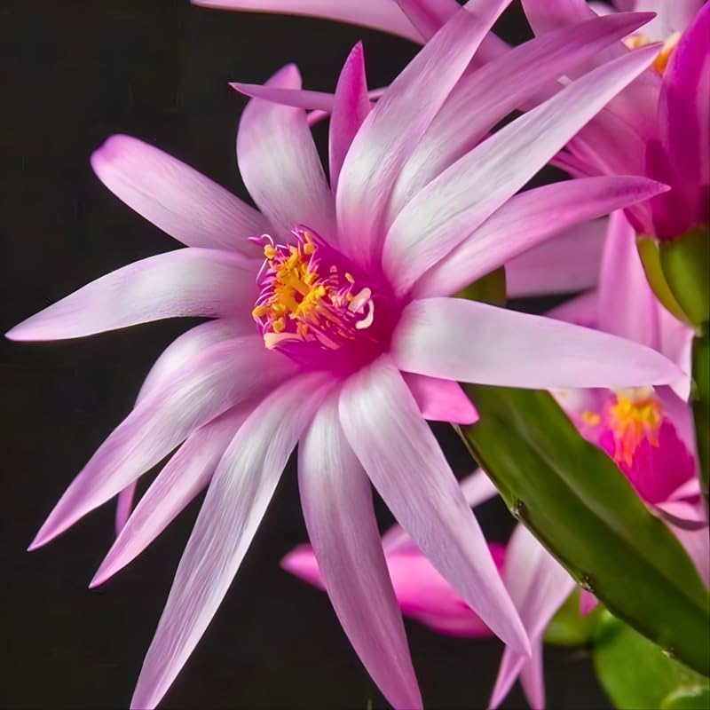 Orange Easter Cactus Plants Live, Spring Cactus Plant 3 Inch Tall, Compact Flowering Easter Cactus, Low Maintenance Indoor Houseplant for Modern Décor