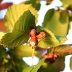 (No Ship to CA,HI,AK) Hazelnut Trees Live Plants in 3 Gallons Pot, Hazelnut Tree 2-3 Feet, Nut-Bearing Plant for Outdoor Gardens, Edible Landscaping and Home Orchard Use