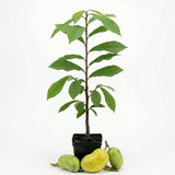 Pawpaw Tree Live Plant, 12 to 18 Inch Tall, Well-Rooted in 1 Quart Container, Cold-Hardy Edible Plant for Home Landscapes