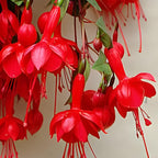 Fuchsia Plants Live, Gold and Red Foliage, 6-12 Inch Tall, Autumnale Variety, Trailing Flowering Plant, Ideal for Hanging Baskets