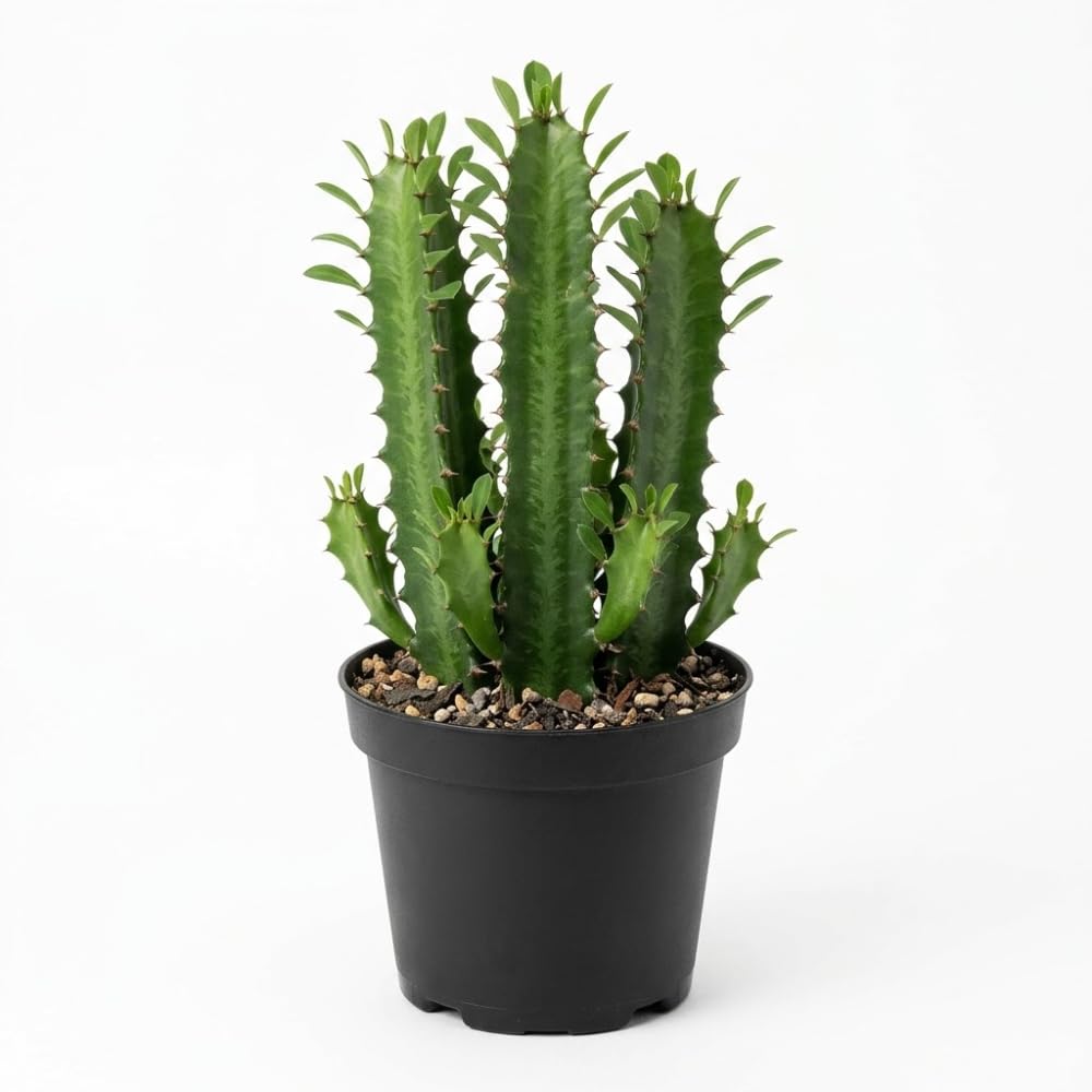 African Milk Tree, 3 Inch Pot, Robust Euphorbia Trigona Succulent with Teardrop Leaves, Sturdy Growth