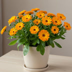 2 Orange Calendula Plants Live, 3-4 Inch Bare Root Size, Low Maintenance Flowering Herb for Sunny Landscapes and Pots
