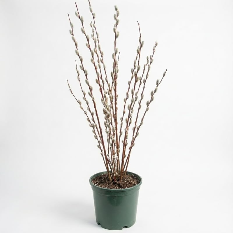 2 French Pussy Willow Live Tree, 12-24 Inch Tall Pussy Willow Plant, Outdoor Tree for Garden Planting, Great for Yard Landscaping and Decorative Branches