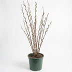2 French Pussy Willow Live Tree, 12-24 Inch Tall Pussy Willow Plant, Outdoor Tree for Garden Planting, Great for Yard Landscaping and Decorative Branches