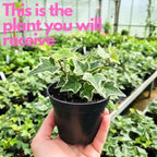 Glacier English Ivy Indoor Plant in 4” Inch Pot | Hardy Variegated English Ivy Live Plant for Home & Office Greenery | Low-Maintenance Glacier Ivy Houseplant for Desks, Windowsills & Hanging Displays
