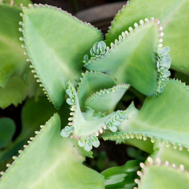Kalanchoe Mother of Thousands Plant Live in 2" Inch Pot | Ideal Succulent for Indoor & Outdoor Garden| Low-Maintenance Houseplant for Home & Desk
