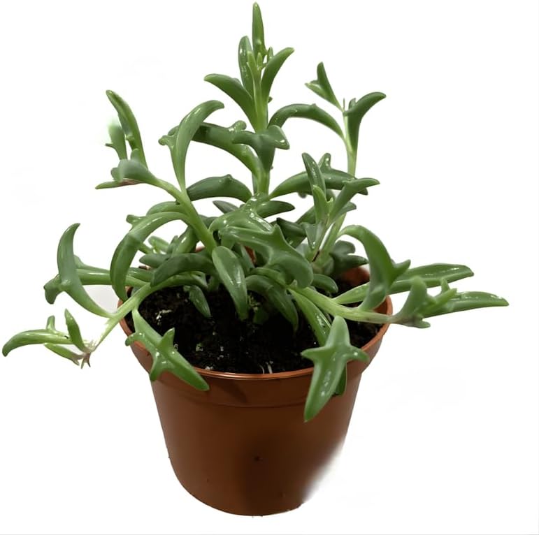 String of Dolphins Live Plant in 4'' Inch Pot | Trailing Succulent for Hanging Displays | String of Dolphins Plant Live for Home & Office